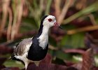 Long-Toed Plover