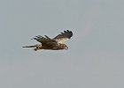 Marsh Harrier