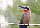 White-Fronted Bee-Eater