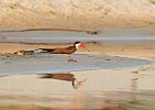 Skimmer and chick