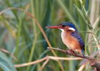 Malachite Kingfisher (Juv)