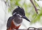 Giant Kingfisher