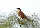 Coppery-Tailed Coucal