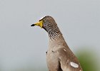 Wattled Plover