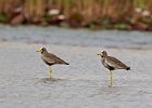 Wattled Plover