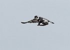 Pied Kingfisher