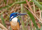 Half-Collared Kingfisher