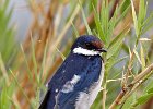 White-Throated Swallow