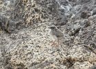 Rock Pratincole Chick