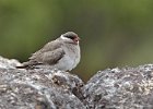 Rock Pratincole