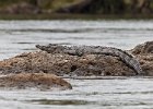 Crocodile