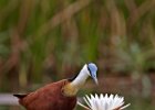 Jacana