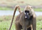 Baboon