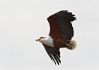 African Fish Eagle