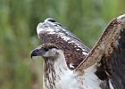 African Fish Eagle (Juv)