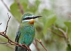 Blue-Cheeked Bee-Eater