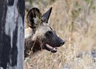 African Wild Dog