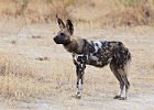 African Wild Dog