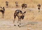 African Wild Dogs