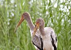 Yellow-Billed Stork (Juv)