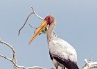 Yellow-Billed Stork