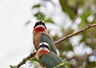 White-Fronted Bee-Eater