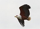 African Fish Eagle