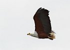 African Fish Eagle