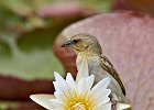 Weaver on lily flower