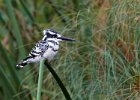 Pied Kingfisher