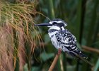 Pied Kingfisher