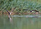 African Skimmers