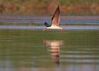 African Skimmer