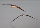 African Skimmers