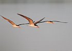 African Skimmers