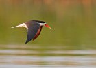 African Skimmer