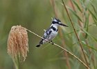 Pied Kingfisher