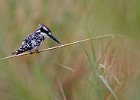 Pied Kingfisher