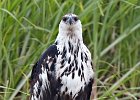 African Fish Eagle (Juv)