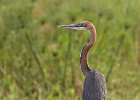 Goliath Heron