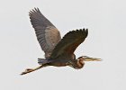 Purple Heron