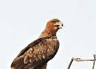 Brown Snake Eagle