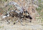 African Wild Dog