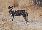 African Wild Dog