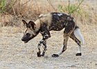 African Wild Dog