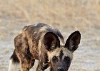 African Wild Dog