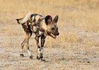 African Wild Dog