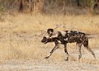 African Wild Dog