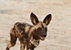 African Wild Dog