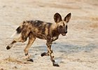 African Wild Dog